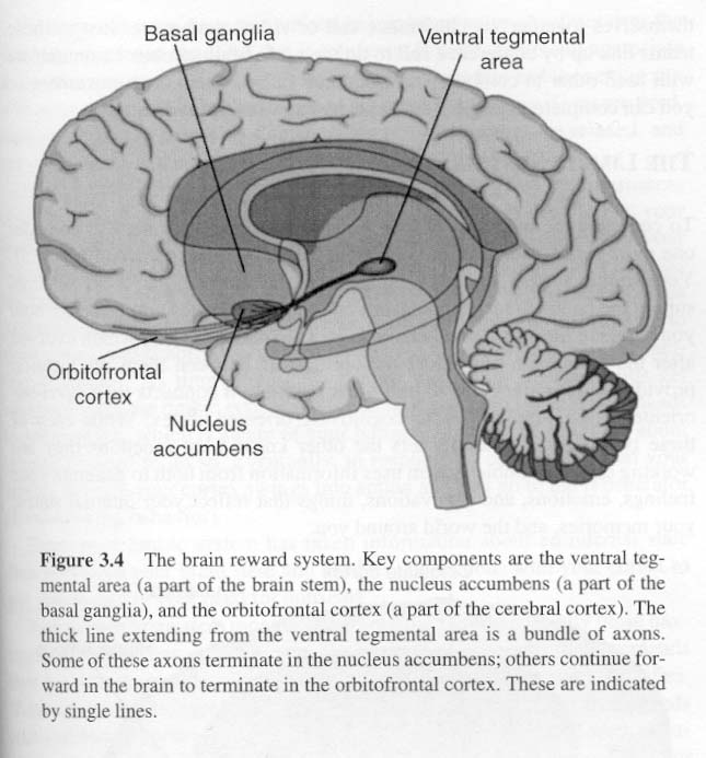 limbic system and basal ganglia