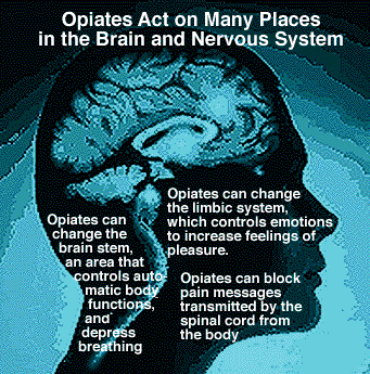 opiates brain