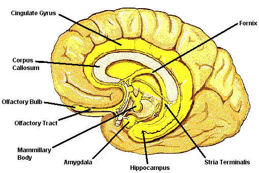 limbic system and basal ganglia