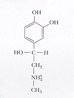 epinephrine synthesis