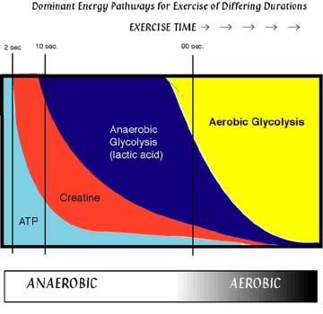 Body Energy Systems Chart