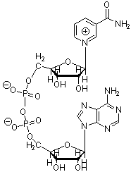 CHEM-527 Introductory Biochemistry - Final Exam, Fall 1999