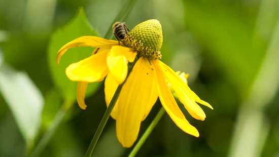 LepidopteraTrail