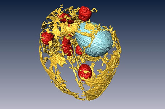 3D image of a yeast cell