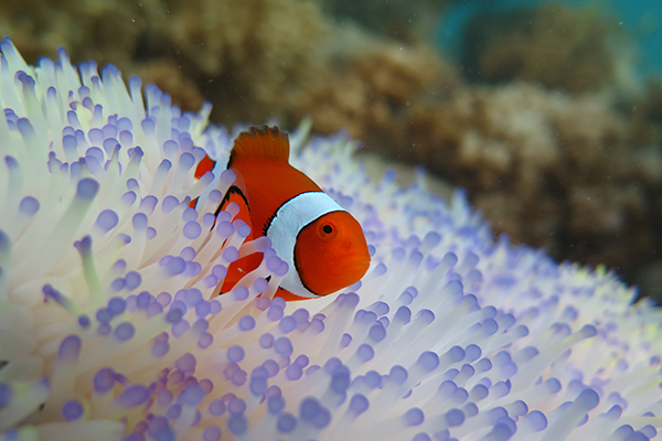 Clownfish vulnerable to increased bleaching caused by rising ocean ...