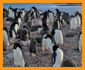 Penguins in Antarctic