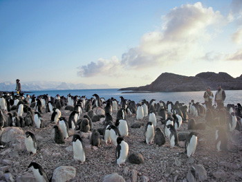 a colony of penguins on Antartica's Humble Island