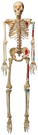 image of human skeleton