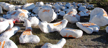 A field of dinosaur bones