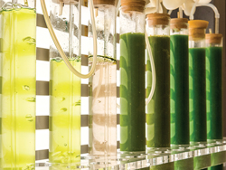 Callout: Jennifer Stewart says “We know we can make algal biofuels, but can we do it economically? That is the more important question.
